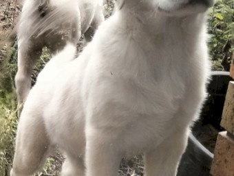 Maremma X Labrador