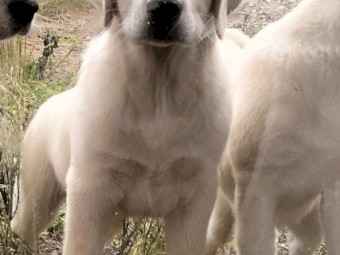 Maremma X Labrador