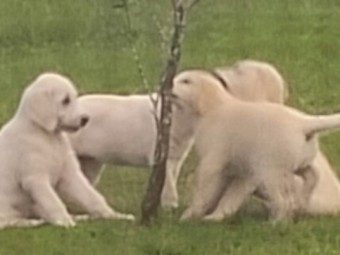 Maremma X Labrador