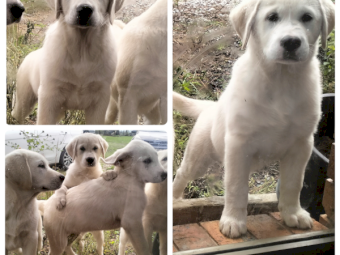 Maremma X Labrador