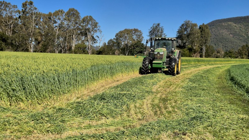 BARLEY ROUND BALES