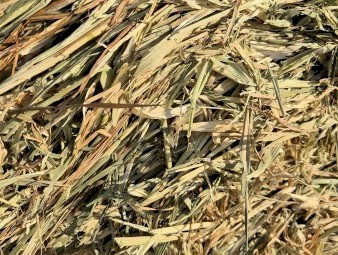 BARLEY ROUND BALES