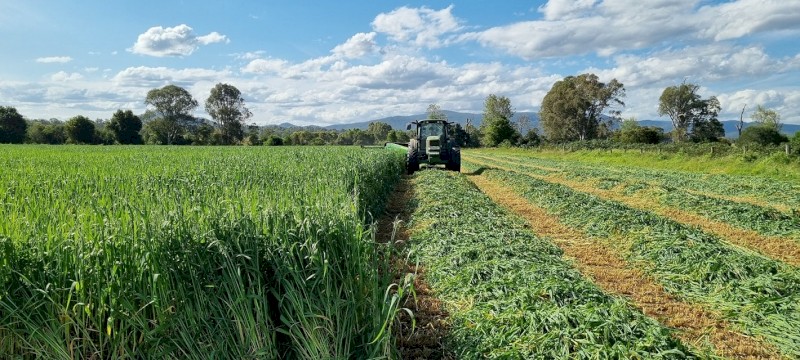 OATEN ROUND BALES