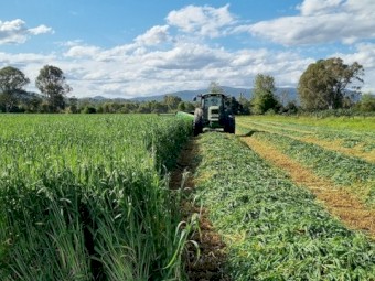 OATEN ROUND BALES