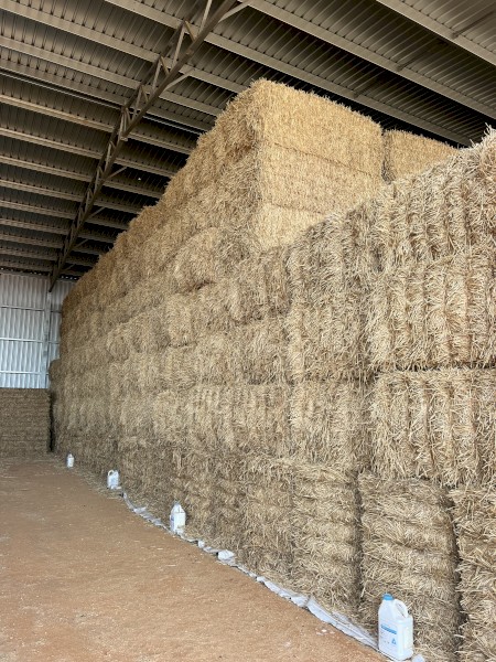 715mt Wheaten Hay 650kg 8x4x3 Bales