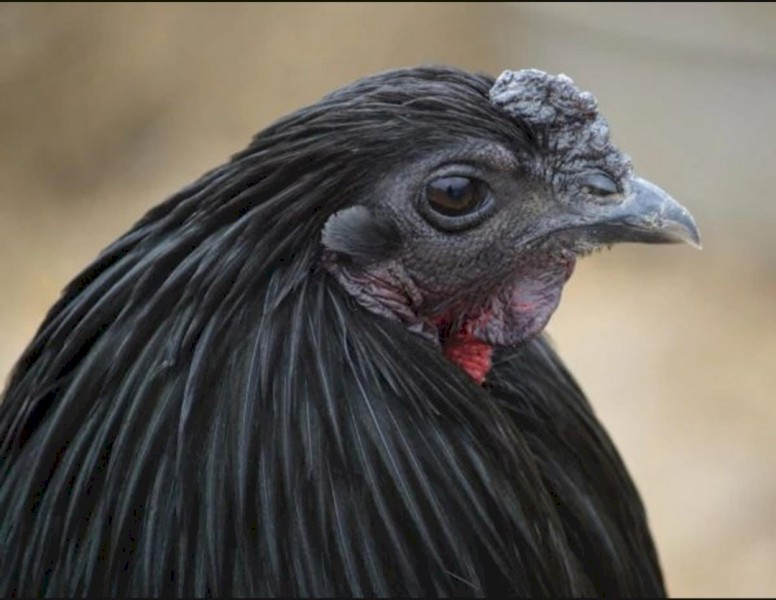 Quality Sumatra Chicks & Fertile Eggs