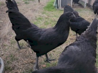 Quality Sumatra Chicks & Fertile Eggs