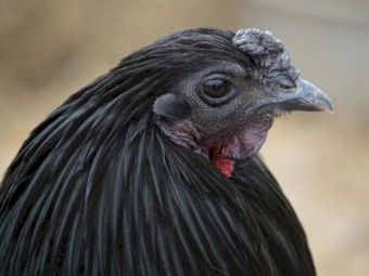 Quality Sumatra Chicks & Fertile Eggs