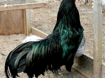 Quality Sumatra Chicks & Fertile Eggs