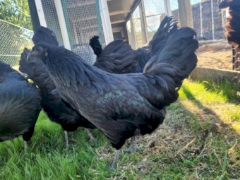 Quality Sumatra Chicks & Fertile Eggs
