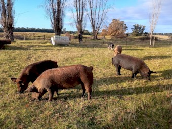 Pigs Young Spit Pigs + 4 Sows Organic Free Range