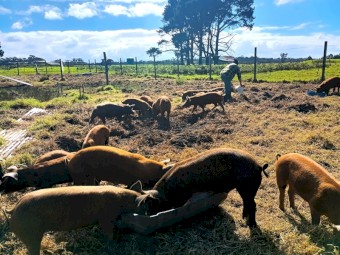Pigs Young Spit Pigs + 4 Sows Organic Free Range