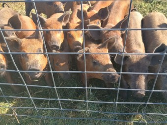 Pigs Young Spit Pigs + 4 Sows Organic Free Range