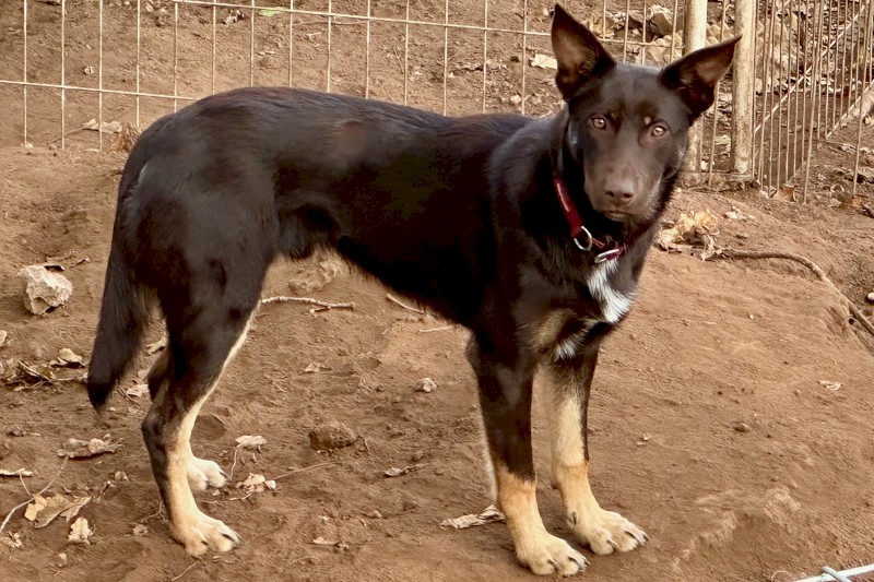 Red & Tan Kelpie. Last pup left