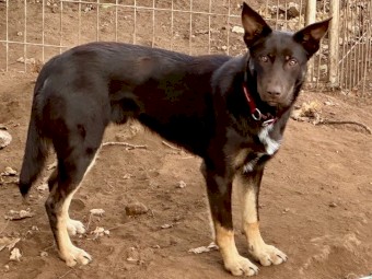 Red & Tan Kelpie. Last pup left