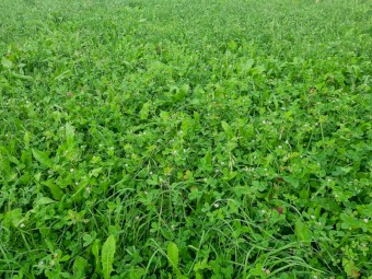BioBoost NPK/Cal:Mag Fertiliser