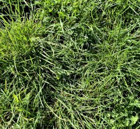 BioBoost NPK/Cal:Mag Fertiliser