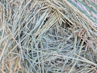 4x4 Grassy Lucerne Rounds