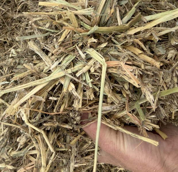 Wheaten hay 