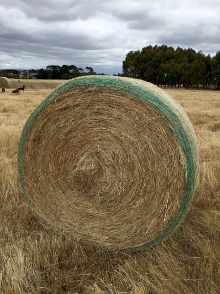 75 x Annual Ryegrass Hay Rolls