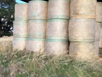 75 x Annual Ryegrass Hay Rolls