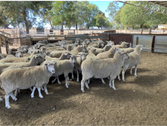 286 4 year old composite ewes SIL to WS