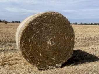 Wheat Straw Header Tailings 5x4 Round Rolls