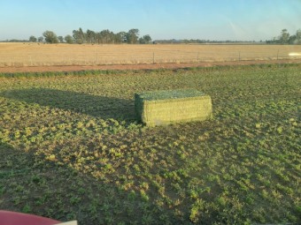 200mt Lucerne Hay 650kg 8x4x3 Bales