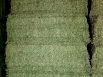 200mt Lucerne Hay 650kg 8x4x3 Bales
