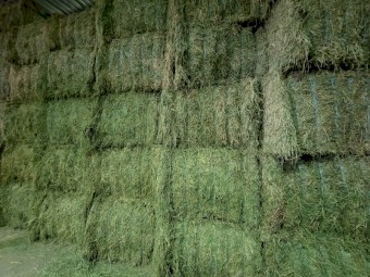 200mt Lucerne Hay 650kg 8x4x3 Bales