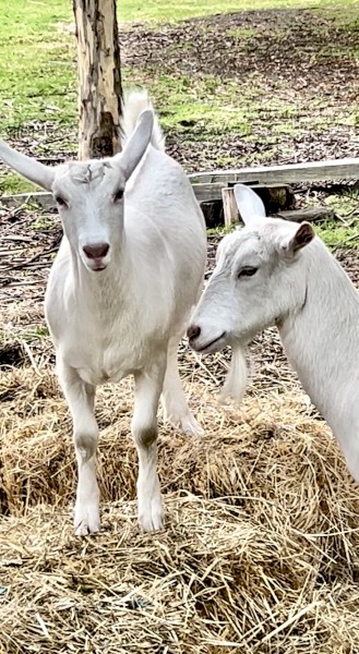 Saanen Dairy Milkers