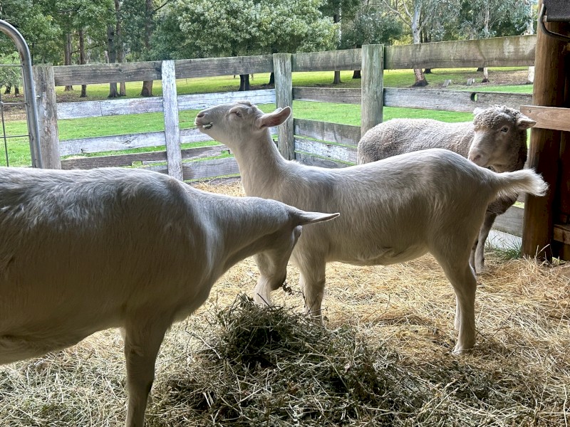 Saanen Dairy Milkers