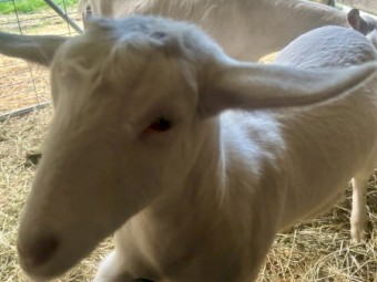 Saanen Dairy Milkers