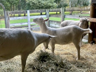 Saanen Dairy Milkers