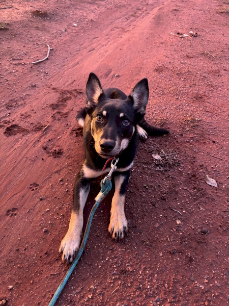 Female Kelpie Pup