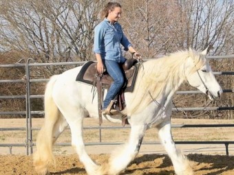 Gypsy Vanner - 15.2HH, Gray and White Tobiano