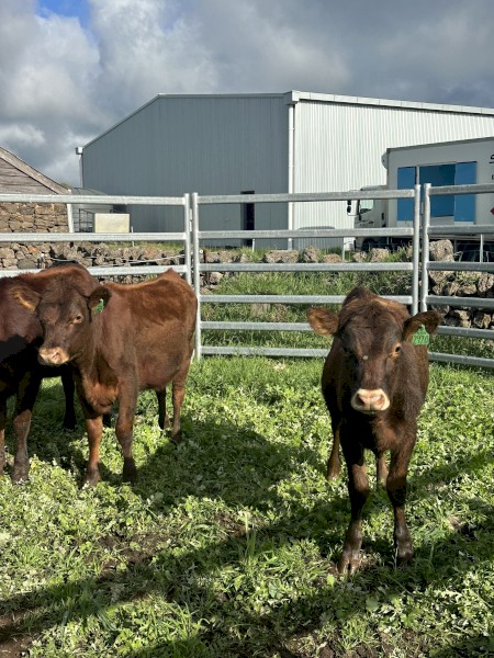 15 x Red Poll x Heifers 9-10 mths old
