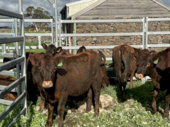 15 x Red Poll x Heifers 9-10 mths old
