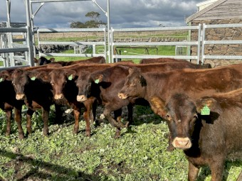 15 x Red Poll x Heifers 9-10 mths old
