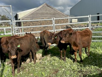 15 x Red Poll x Heifers 9-10 mths old