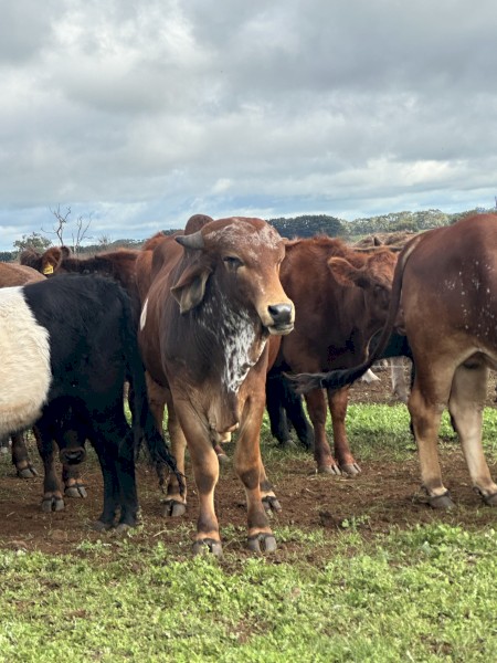 Gyr Brahman Bulls x 3