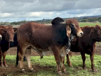 Gyr Brahman Bulls x 3
