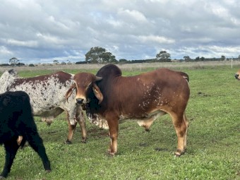 Gyr Brahman Bulls x 3