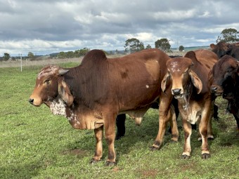 Gyr Brahman Bulls x 3