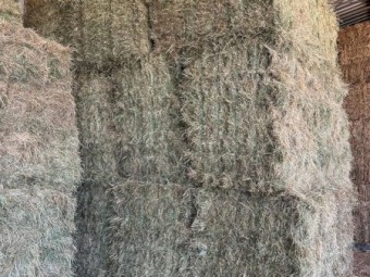 Lucerne Big squares and small squares available 