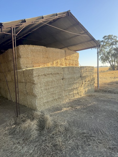 Barley straw. Shedded 170 bales