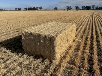 Barley straw. Shedded 170 bales