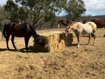 8x4x3 Barley hay