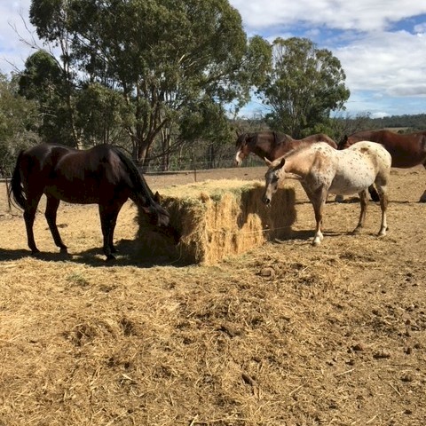 200mt Oaten Hay 585kg 8x4x3 Bales