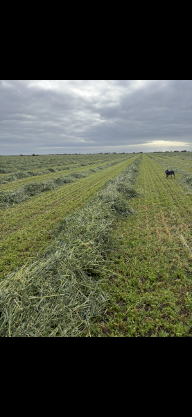 Oaten vetch giant Shaftle 
